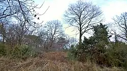 Baumbestand mit Robinien, Edelkastanien, Wacholder und Linden