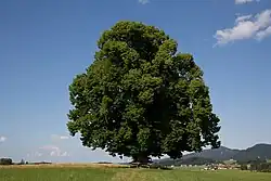 Gschirrnlinde in Eugendorf