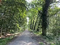 Geradliniger Forstweg im NSG