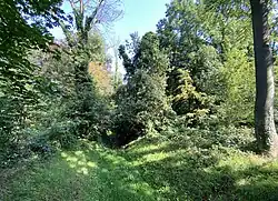 Trockengefallener Graben – Efeu überwuchert Bäume