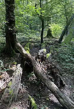 Totholz - wichtig für Insekten und Vögel