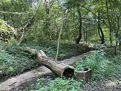 hohler, umgestürzter Baum über dem Sandbett des trockenen Hinkesforstgrabens