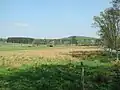 Viehweiden unterhalb der Ortstraße im westlichen Teil