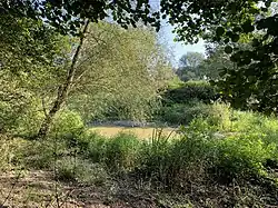 Eutrophe Stillgewässer mit Weidengebüsch