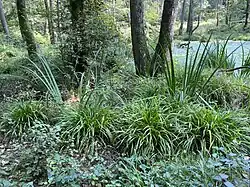 Seggen und Sumpf-Schwertlilien im Auwald