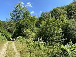 Wanderweg durch das NSG