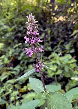 Sumpf-Ziest (Stachys palustris) im NSG
