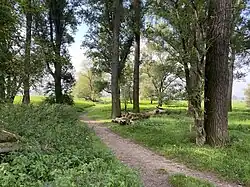 Verbindungsweg zum Rheinufer am nördl. Ende des NSG