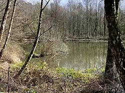 Teich im NSG