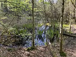 Torfmoosreicher unterer Quellteich im Schwarzbroich