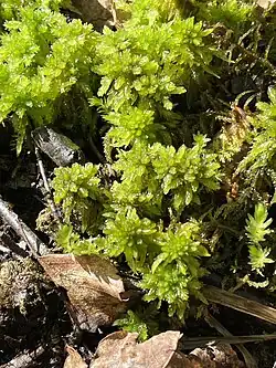 Torfmoos (Sphagnum spec.)