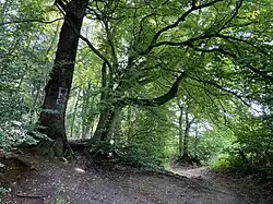 Buchenstarkholz am Gödinghover Weg