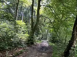 Buchenwald mit sumpfigem Talgrund südlich der Bahnlinie