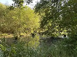 Feuchtbiotop Bereich NSG Dernkamp