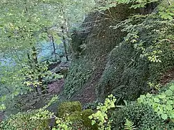 Steilhang mit Hirschzugenfarn (östl. Bereich)