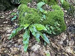 Hirschzugenfarn liebt die feuchten Kalksteinfelsen