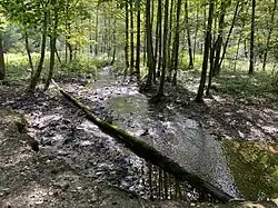 Oefter Bach durchfließt Erlen-Auwald