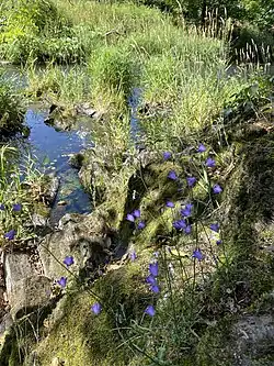Wupperfelsen mit Stillwasserzone