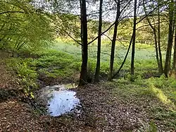 Feuchtwiese in der Aue bei Im Poppenberge