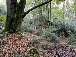 Quellmulde im Zentrum des NSG