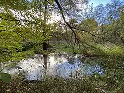 Feuchtbiotop im Tal der Maasbecke