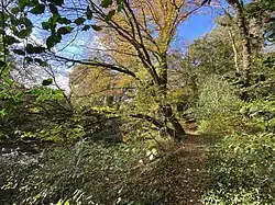 Im Tal der Hesselbecke