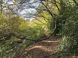 Bizarre Baumwuchsformen im Bachtal der Hesselbecke