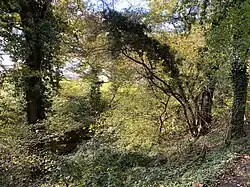 Tal der Hesselbecke mit Urwald-Charakter