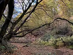 Naturnahes Bachtal der Hesselbecke