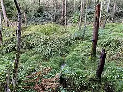 Aufgelassener Teich in der Mitte des NSG – Seggen und Totholz