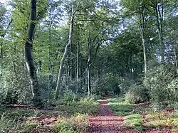 Buchenwald südlich der Ortschaft Auf Leckebüschen