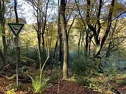 Buchenwald westl. L 551