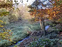 Feuchtbrache am Sprockhöveler Bach westl. Sirrenberg