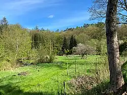 Streuobstwiese am Eschbachufer mit blühendem Apfelbaum bei Heintjeshammer