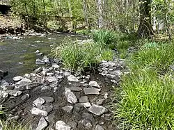 Verschiedene Seggenarten am Eschbachufer