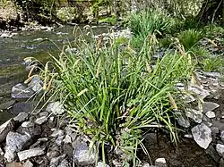 Hänge-Segge (Carex pendula) am Eschbachufer