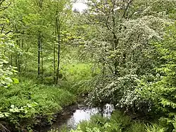 NSG Eschbachtal Nähe Heienbrucher Hammer