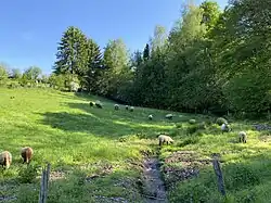 Schafsweide am Farrenbracker Bach