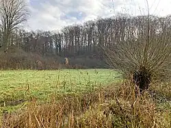 Schilf und Kopfweide am Graben