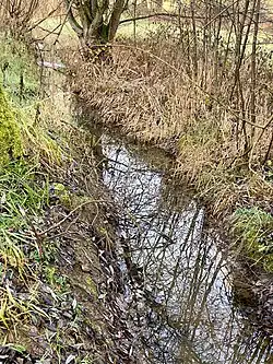 Graben mit Weidengebüsch