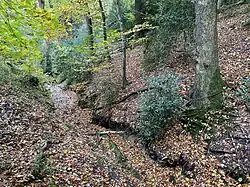 Linker Quellzufluss des Grünscheider Baches