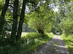 Alte Kopfweide am Weg durch das NSG