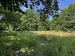 Schafe beweiden das NSG