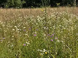 Wildblumenwiese mit Wiesen-Flockenblumen, Johanniskraut, Einjähriges Berufkraut, Hornklee u.&nbsp;v.&nbsp;m.