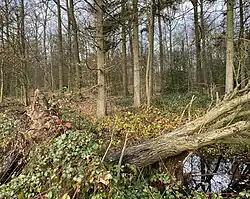 Totholz ist wichtiger Bestandteil des NSG