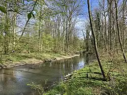 Erlenauwald begleitet die Dhünn