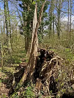 Totholz – wichtiger Bestandteil des NSG