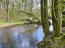 Im NSG in die Dhünn gestürzter Baum