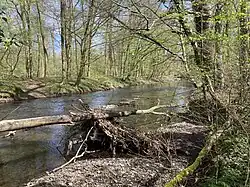 Naturnahe Dhünn im NSG