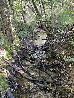 Wipper nahe der Quellmulde